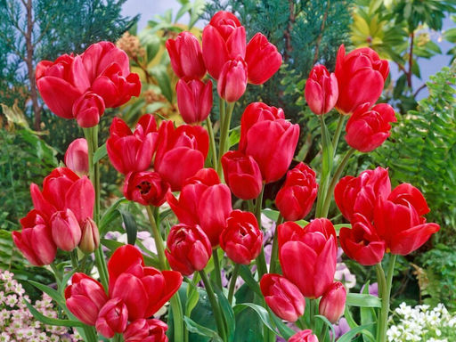 Тюльпан Merry Go Round (Мерри Гоу Раунд) - Долина роз фото 2