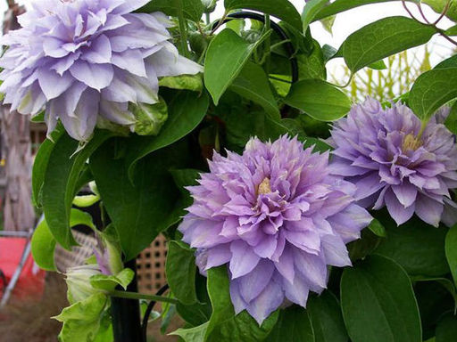 Клематис Протеус - Долина роз фото 2