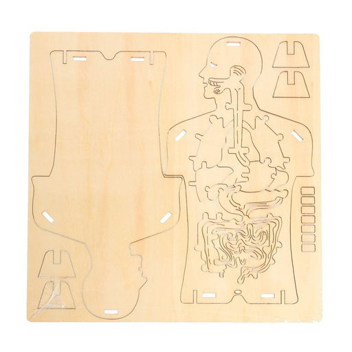 Набор для опытов Строение тела, 24 элемента, в пакете - Эврики фото 3