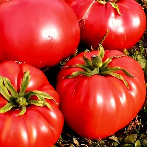 7030Т Томат Казанский местный 10шт