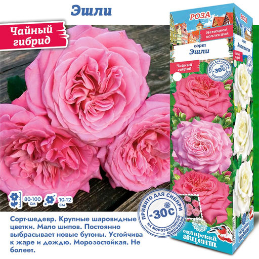Роза Эшли (Чайно-гибридная) 1шт