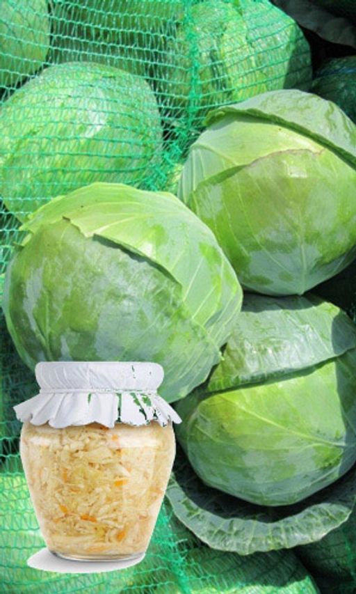 Капуста ЗАСОЛОЧНАЯ Для засола лучше не найти! Безоговорочно вкусная! Никакой горечи, сладкая! Она будет вашим коронным блюдом!