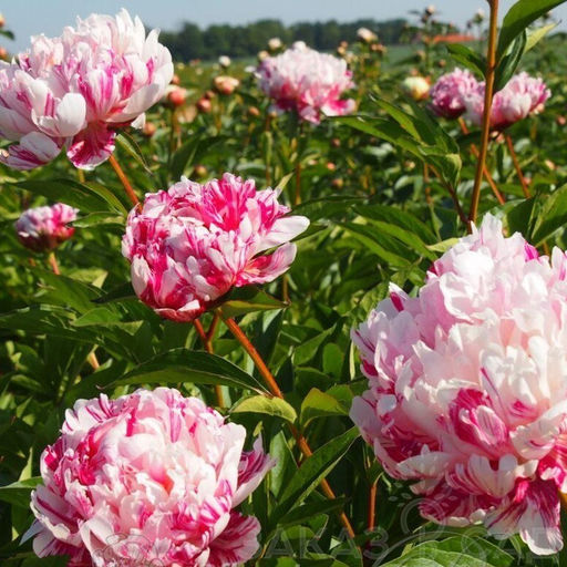 Пион Candy Striped - Голландские луковицы фото 3