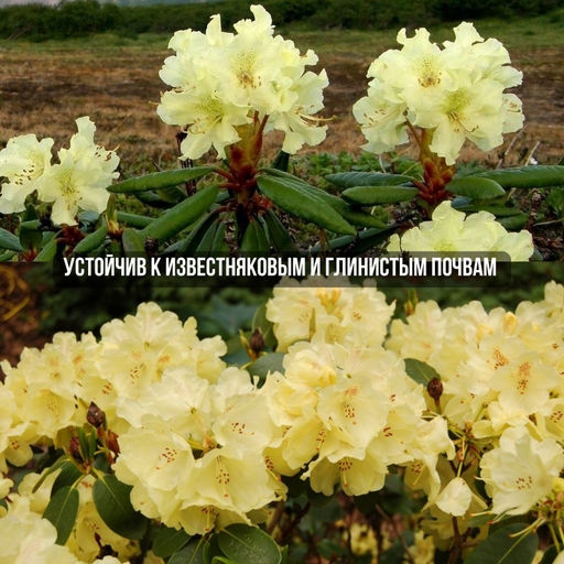 Рододендрон Голдкрон