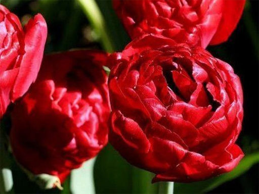 Тюльпан Emblazon (Эмблейзн) - Долина роз фото 2