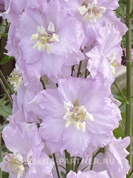 Дельфиниум Пинк Блаш - Партнер фото 6