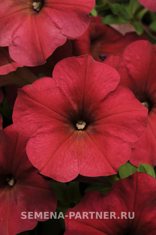 Петуния Изи Вэйв Берри Велюр каскадно-ампельная красная - Партнер фото 6
