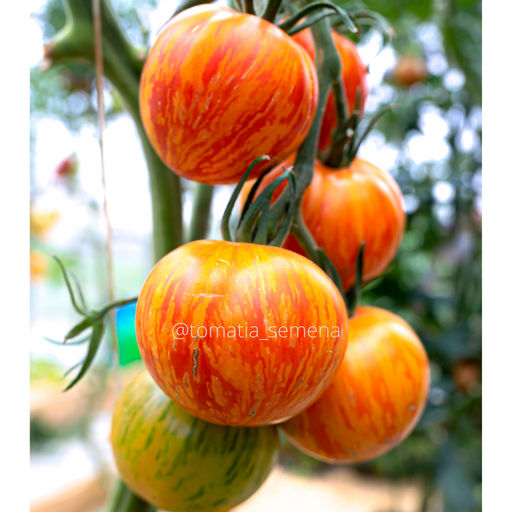 Королева красоты сердце (Beauty Queen Heart) - Tomatia фото 2