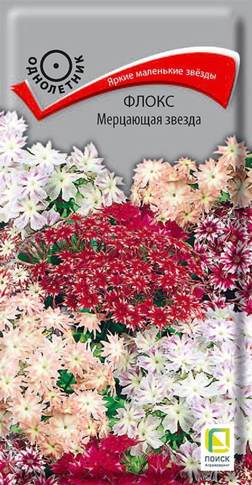 Флокс (друммонда) Мерцающая звезда (ЦВ) (1) 0,2гр. - Поиск фото 2