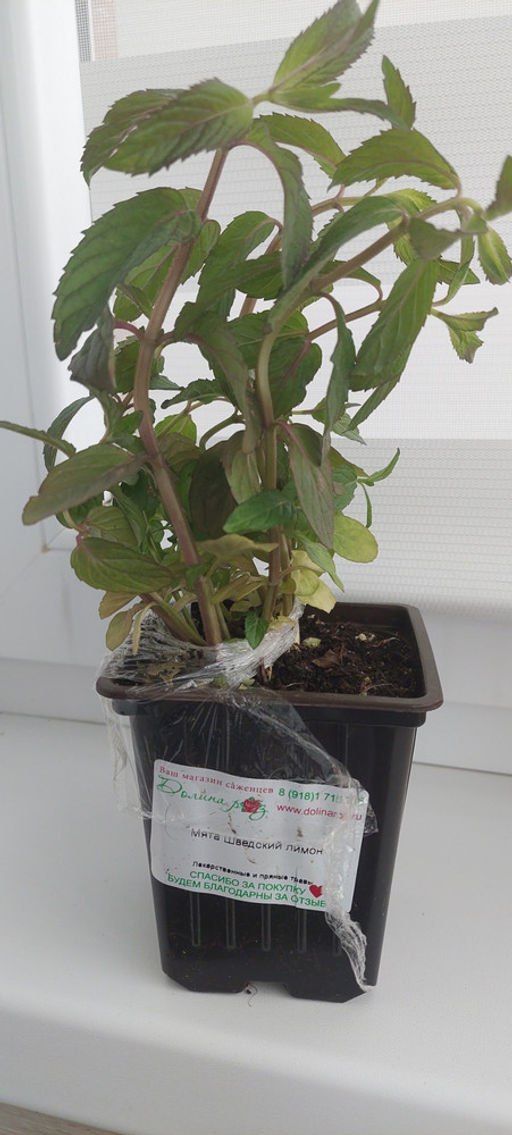 Мята Шведский лимон