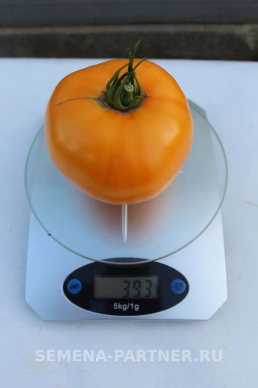 Томат Золотой Орфей - Партнер фото 5