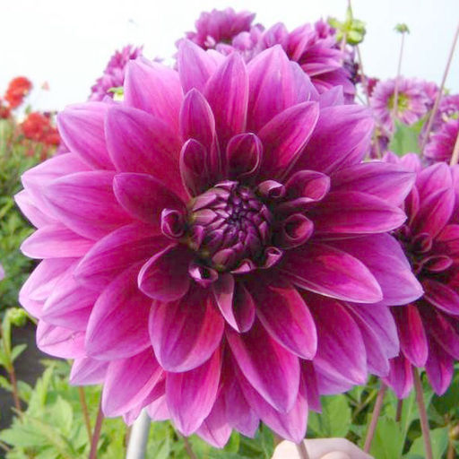 ГЕОРГИНА Ле Барон Разбор I Кол-во упак., шт 1