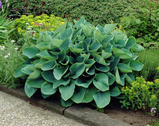 ХОСТА Зибольда Элеганс Разбор 1 n Кол-во упак., шт 2