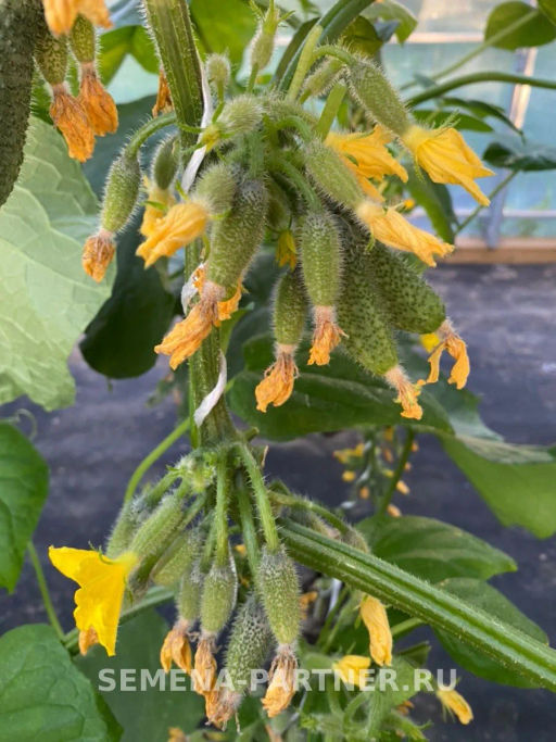 Огурец партенокарпический Лихач - Партнер фото 3