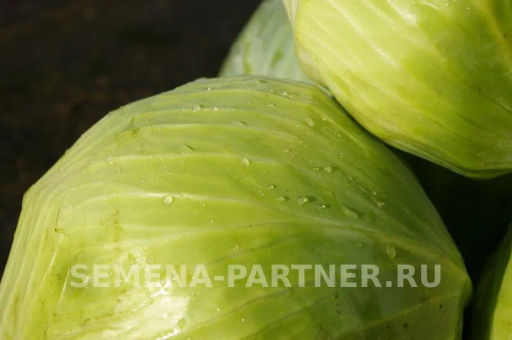 Капуста белокочанная позднеспелая Валентина - Партнер фото 3