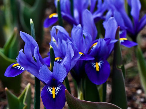 Ирис Reticulata Harmony (Гармония) 5 шт