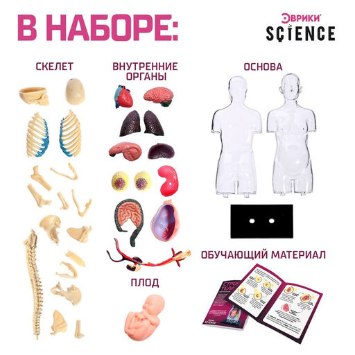 Набор для опытов Строение тела, беременная женщина - Эврики фото 2