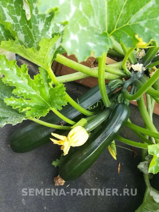 Кабачок цукини Нефрит - Партнер фото 3