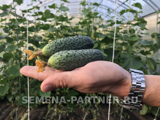 Огурец партенокарпический Гоша - Партнер фото 5