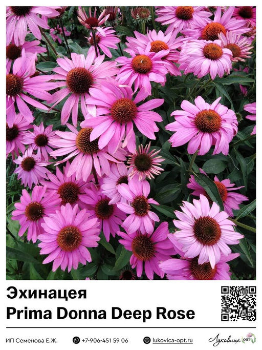 Эхинацея Prima Donna Deep Rose