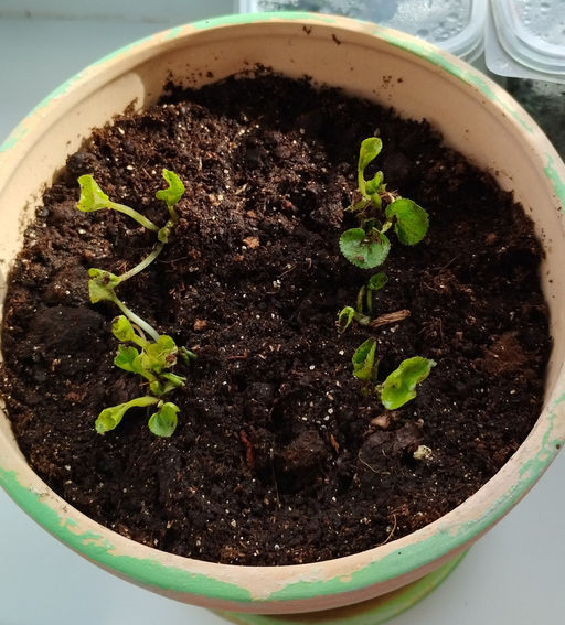 Фиалка мотыльковая белая