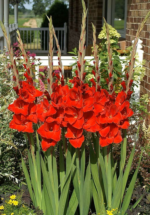 Гладиолус Oscar - Голландские луковицы фото 2