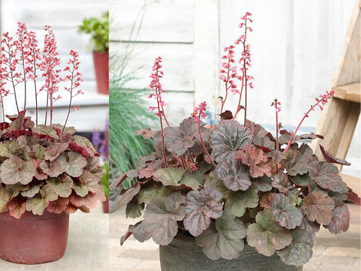 Гейхера Кассис