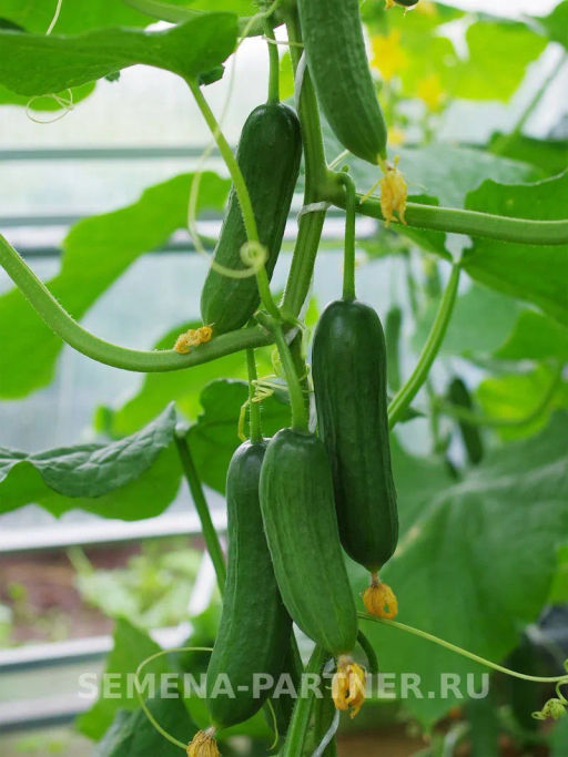 Огурец партенокарпический Маринин - Партнер фото 5
