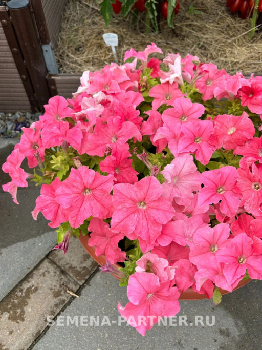 Петуния Кашарель Салмон Перфекшн крупноцветковая компактная - Партнер фото 3