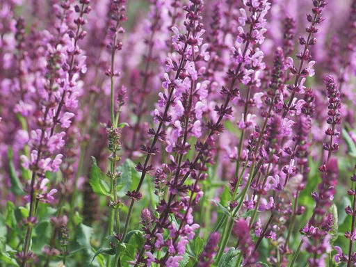 Шалфей дубравный Роуз Квин - Долина роз фото 3