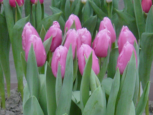 Тюльпан Jumbo Pink (Джамбо Пинк) - Долина роз фото 3
