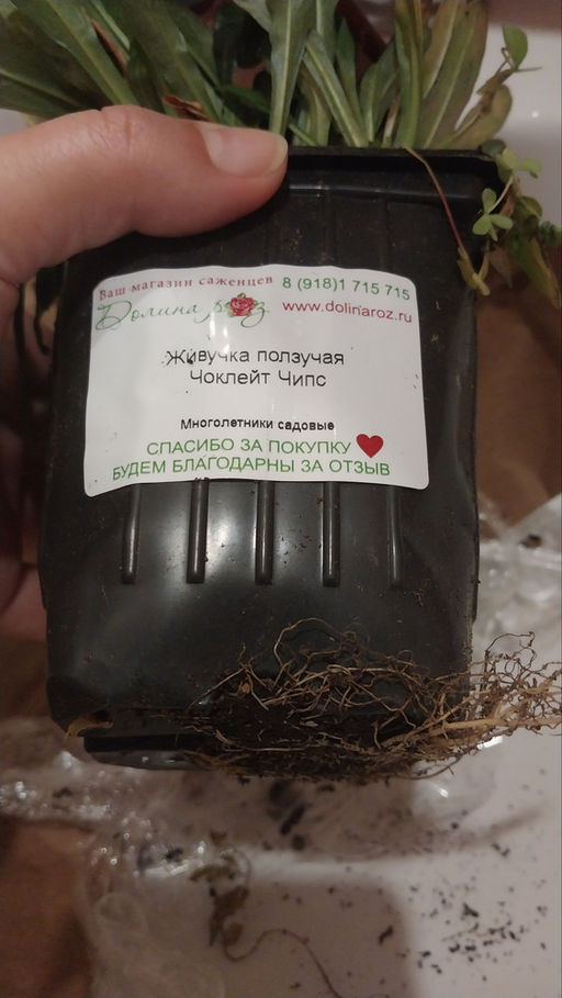 Живучка ползучая Чоклейт Чипс