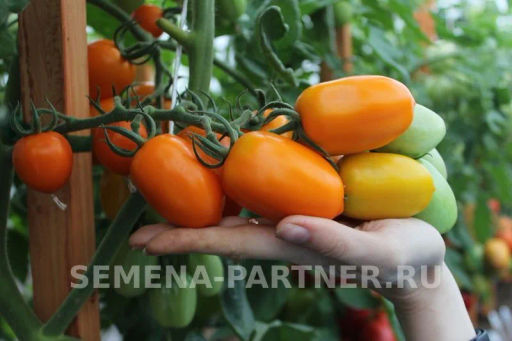 Томат Версаль - Партнер фото 6