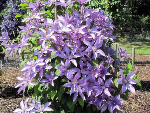 Клематис Лавсониана - Долина роз фото 2