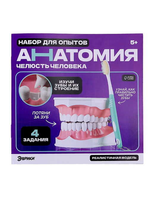 Набор для опытов Анатомия, челюсть человека - Эврики фото 11