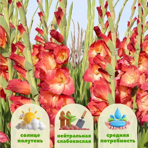 Гладиолус Окасо 5 шт - Долина роз фото 2