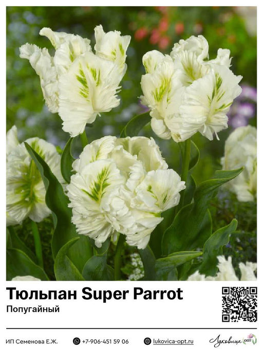 Тюльпан Super Parrot (Попугайный)
