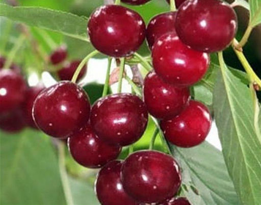 Вишня ДЮК Саратовская малышка (саженец с этикеткой) 1шт