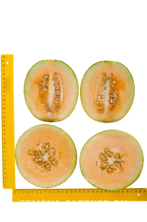 Дыня Нимфа - Партнер фото 4