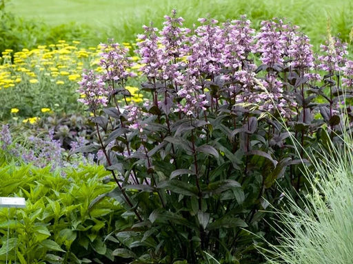 Пенстемон Дарк Тауэрс - Долина роз фото 2