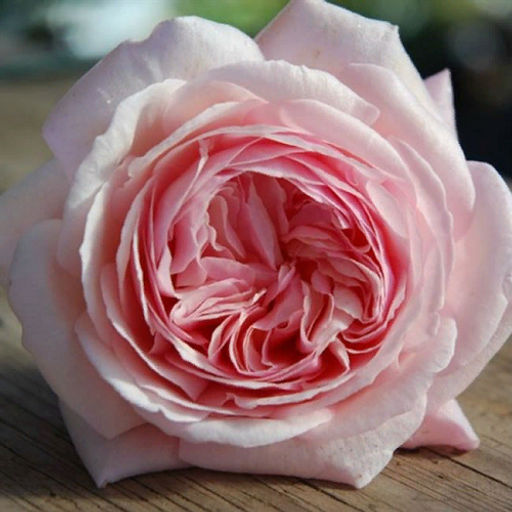 R430 РОЗАЛИНД