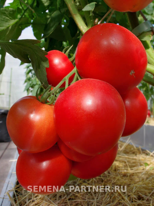 Томат Колорит - Партнер фото 6