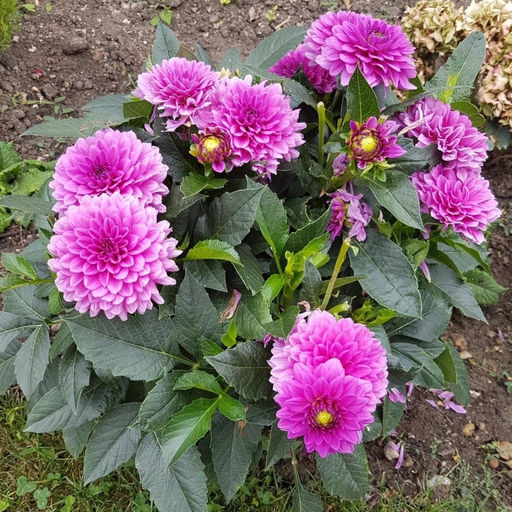 Георгина Клодетт бордюрная - Долина роз фото 3