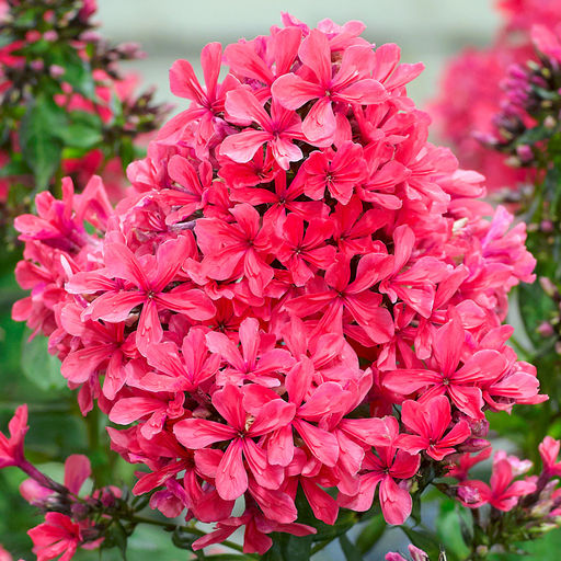 ФЛОКС Клеопатра Разбор I Кол-во упак., шт 2