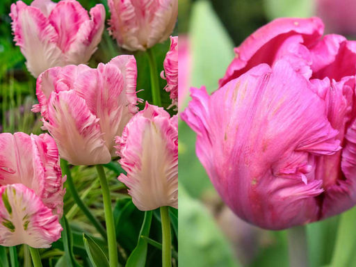 Тюльпан Веберс Пэррот Пинк