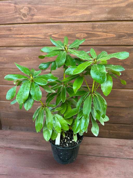 Рододендрон Cheer (Чир) - Долина роз фото 10