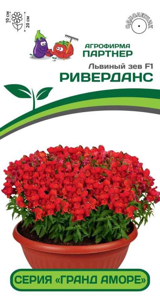 Львиный Зев низкорослый крупноцветковый Гранд Аморе Риверданс - Партнер фото 2