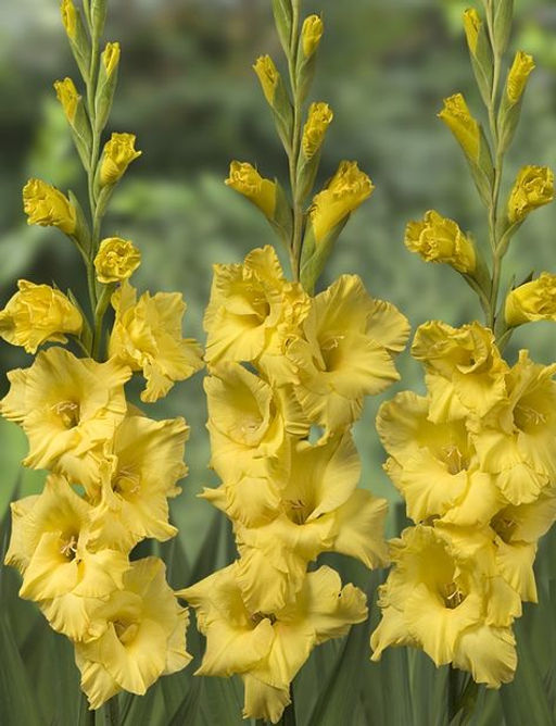 ГЛАДИОЛУС Стронг Голд Разбор 10/12 Кол-во упак., шт 10