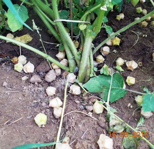 Физалис Ягодный Падающие Вишни Тёти Молли — Aunt Molly’s Ground Cherry