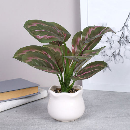 Цветочная композиция Калатея 27 см / SL-6 /уп 48/ - Галеонтрейд фото 2